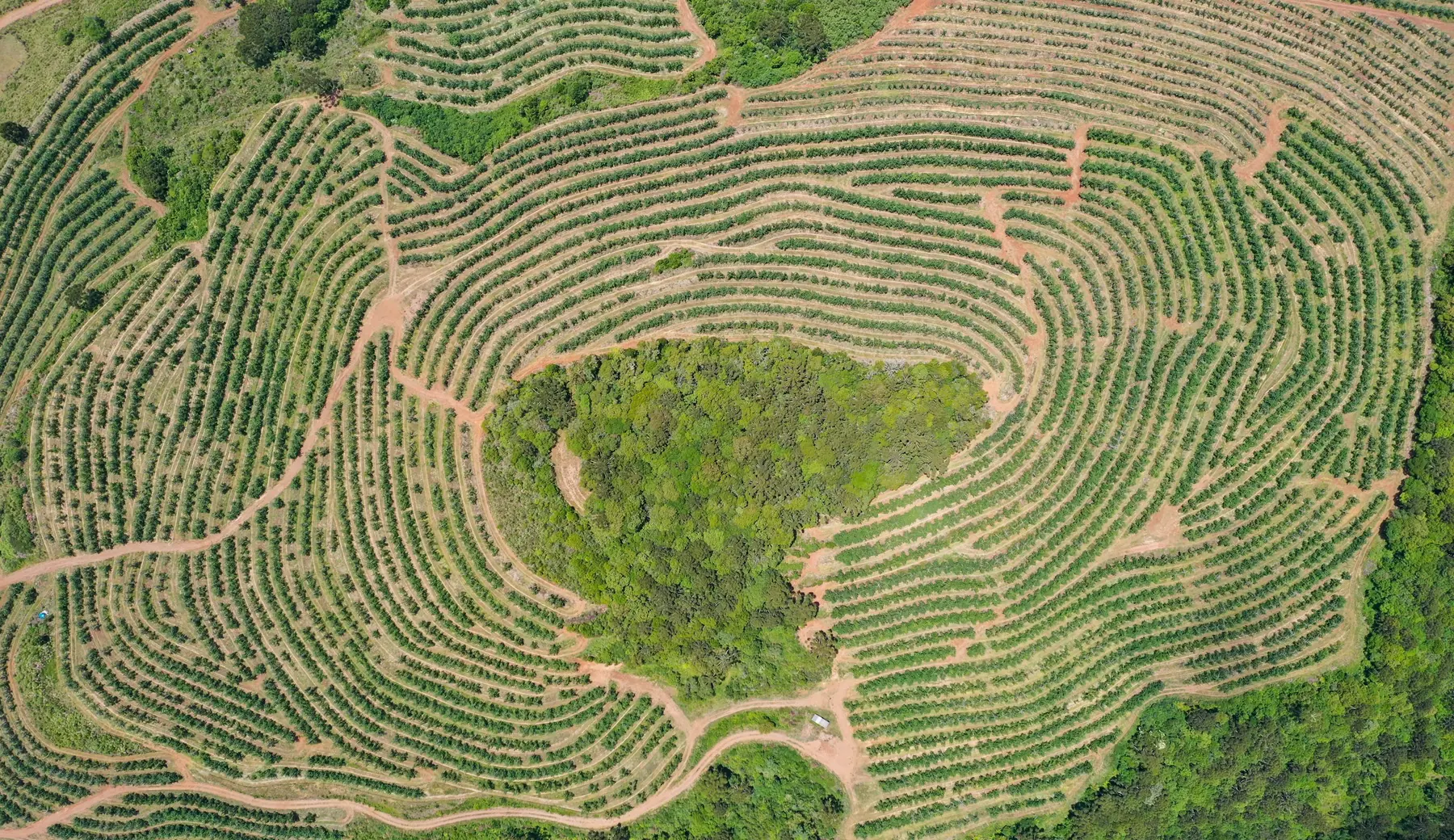 Vista aérea de um cafezal em curvas de nível no Sul de Minas