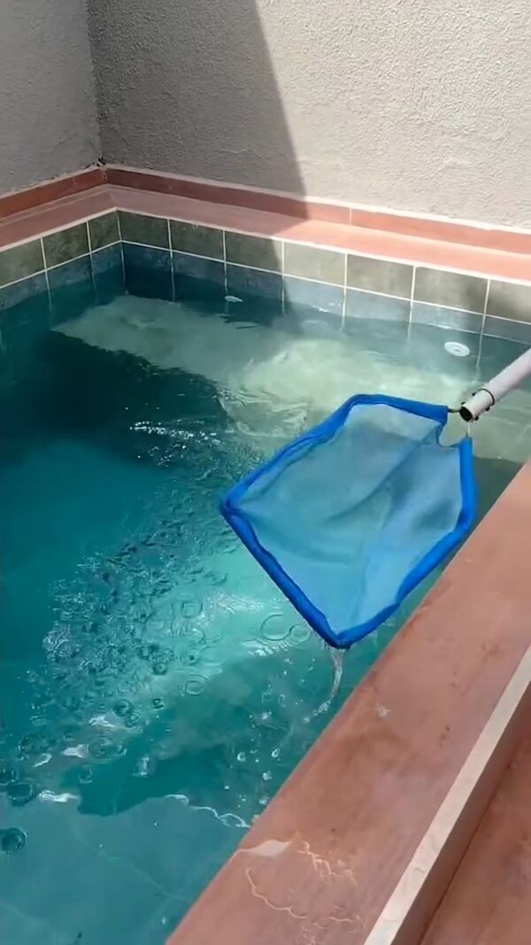 Peneira de piscina recolhendo sujeira da água